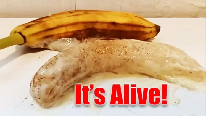 Lab Banana: Everything You Need To Know About The Alive And Moving ...