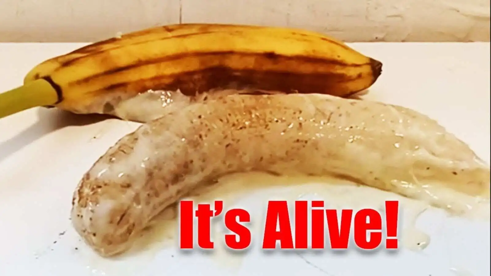 lab-banana-everything-you-need-to-know-about-the-alive-and-moving