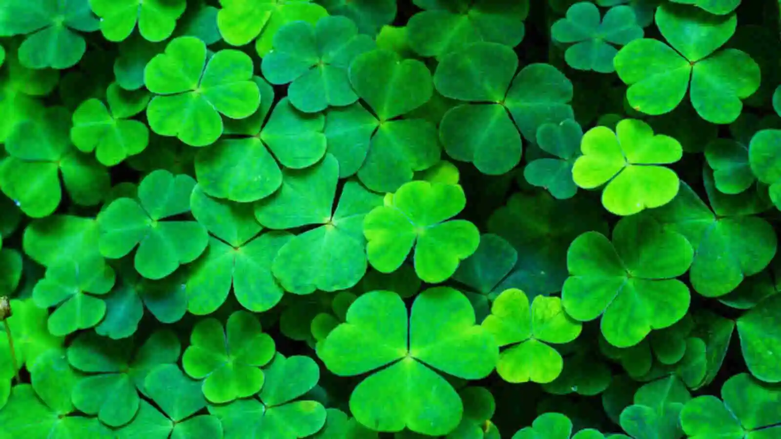 the traditions of st patricks day decorations