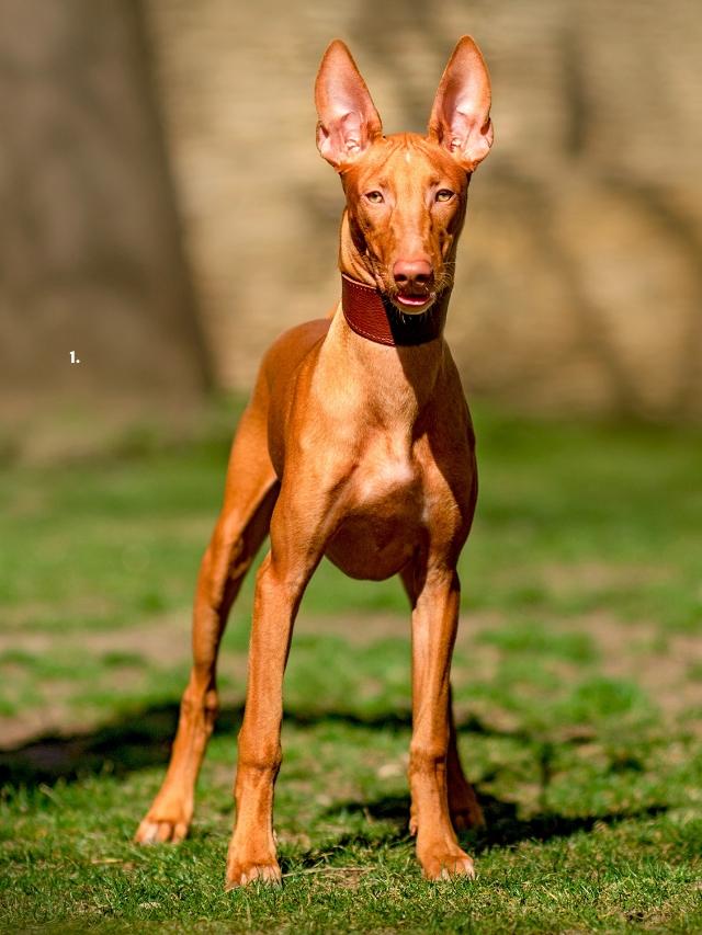 10-most-expensive-dog-breeds-sentient-post